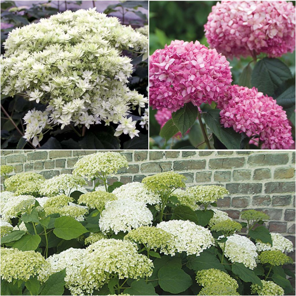 Selection of 3 Shrub Hydrangeas