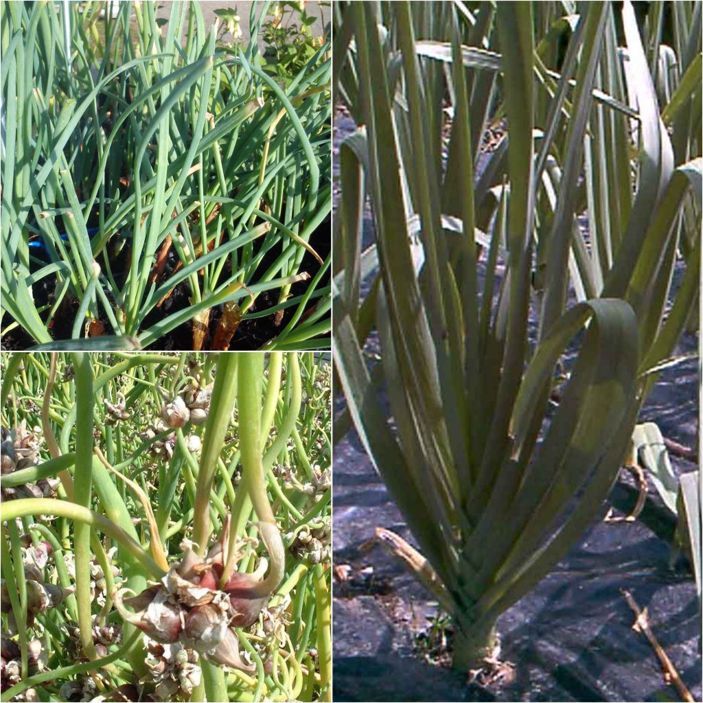 Collection of 3 Perennial Vegetables