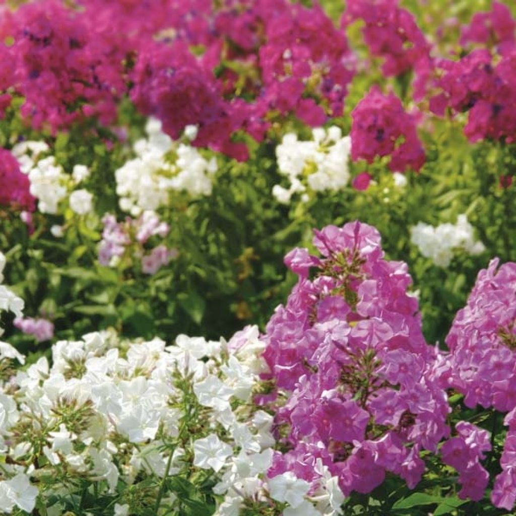 Collection de 3 Phlox Paniculata