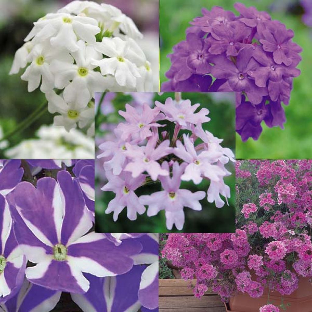 Verbena Star Dreams