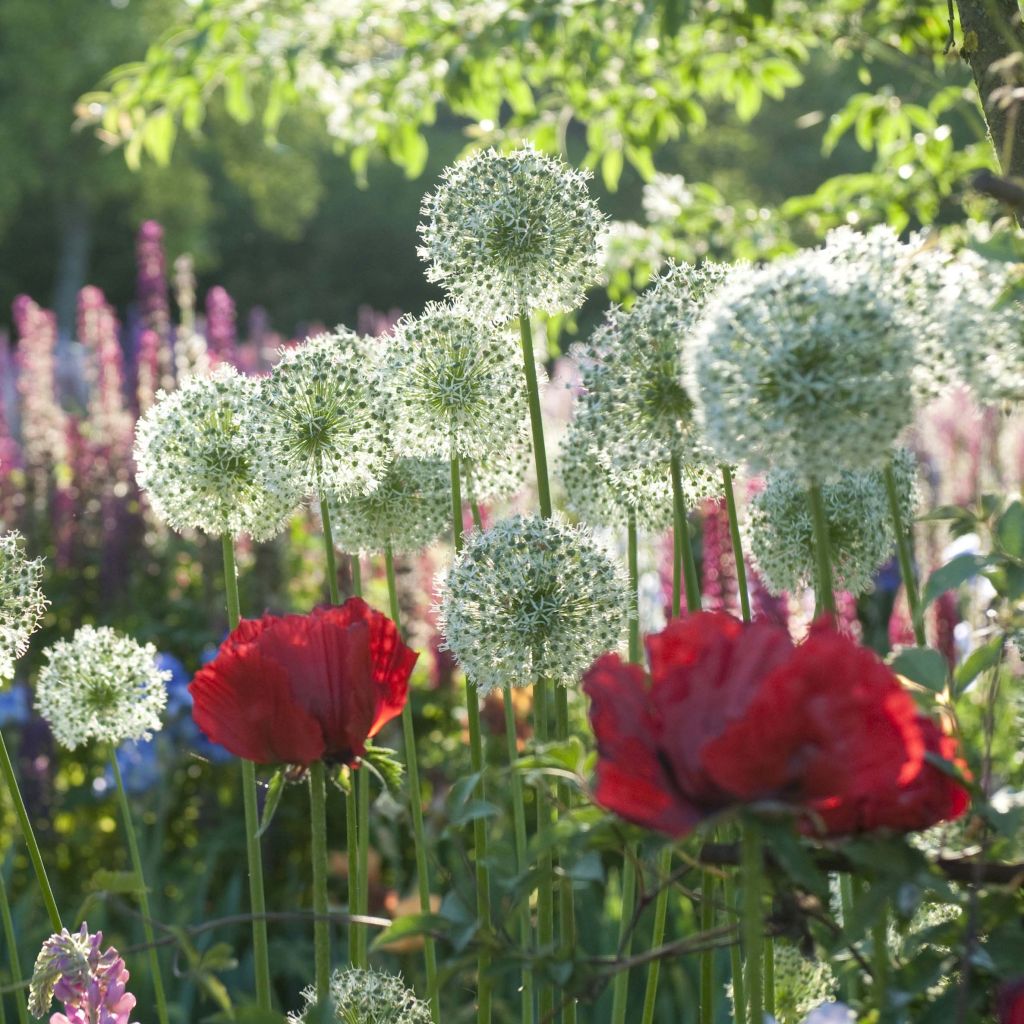 Allium & Oriental Poppy Collection