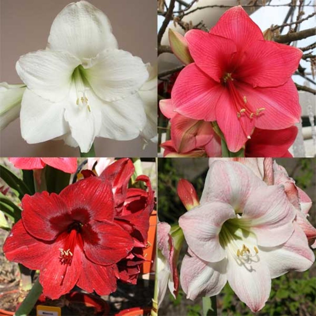 Collection de 4 Amaryllis Simples