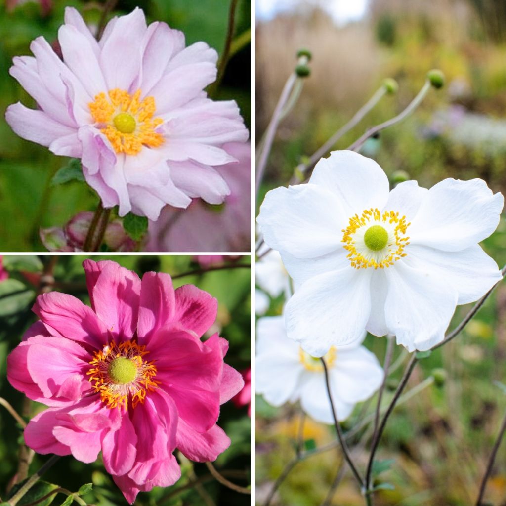 Double-flowered Japanese Anemone Collection