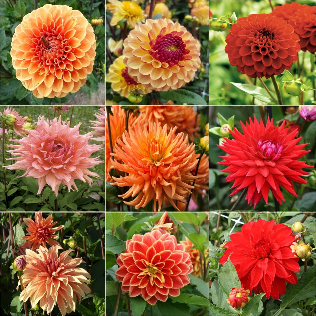 Collection of flamboyant Dahlia - 9 different varieties