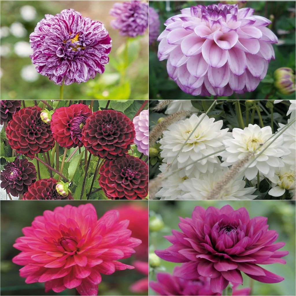 Bouquet collection of vibrant dahlias - 6 varieties
