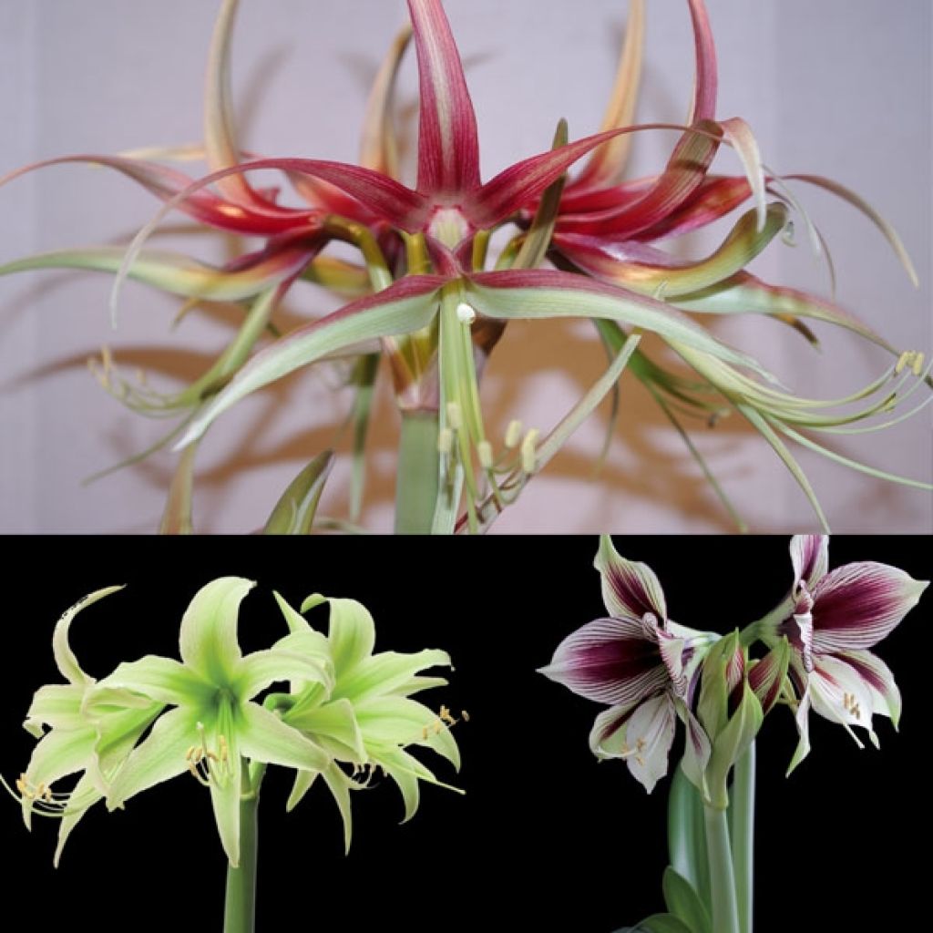 Collection de 3 Amaryllis contemporains