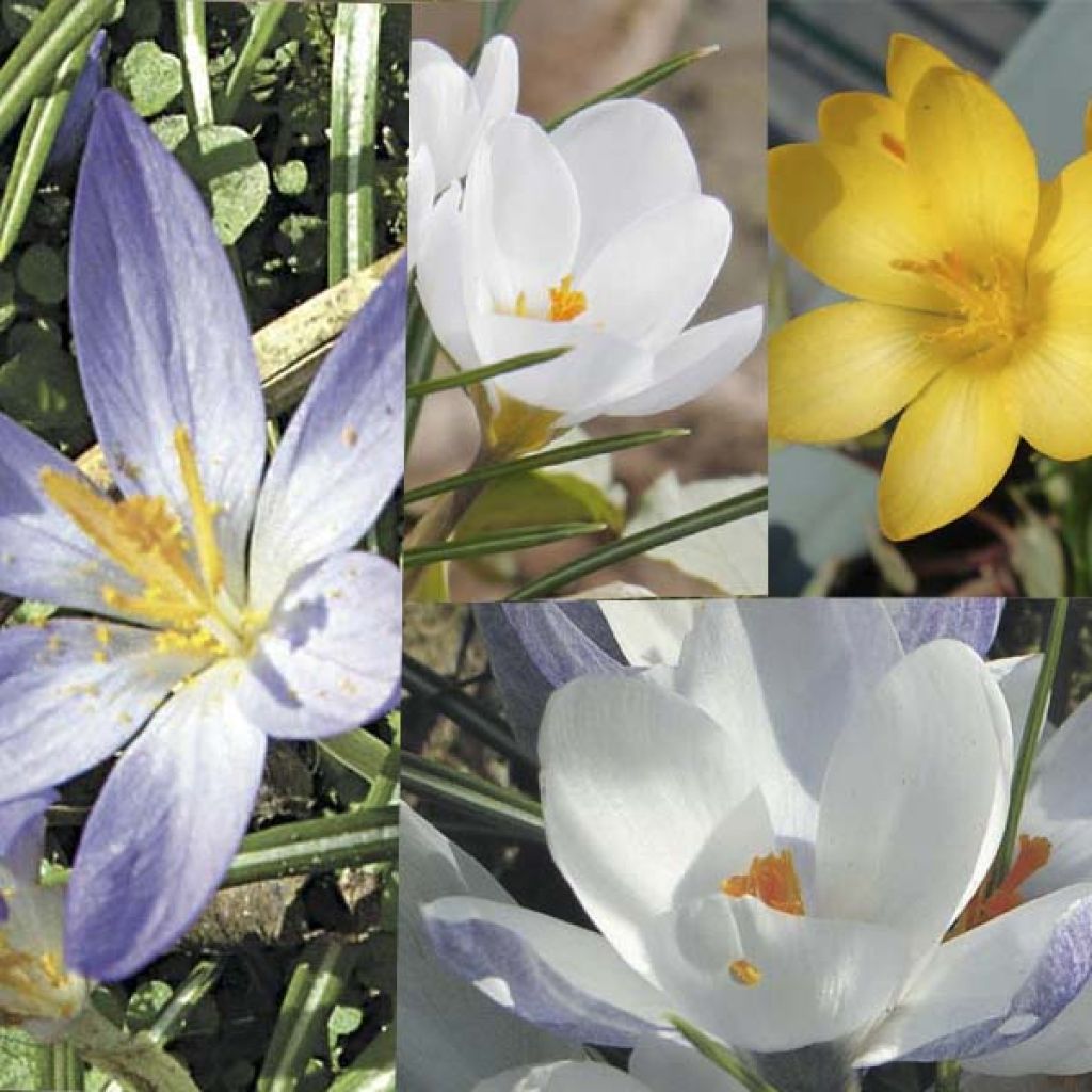 Collection 120 Crocus Botaniques