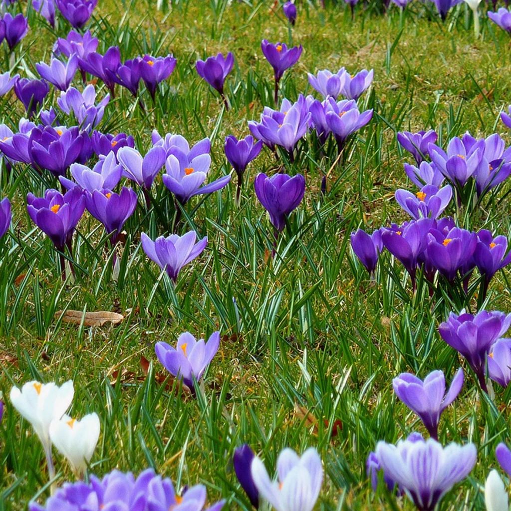 Crocus Collection - Spring Crocus