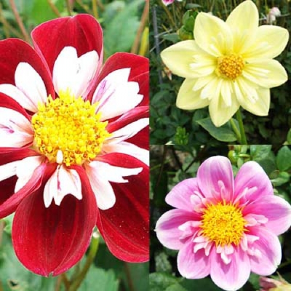 Collection Of Collarette Dahlias Single flowered Dahlias In Yellow 