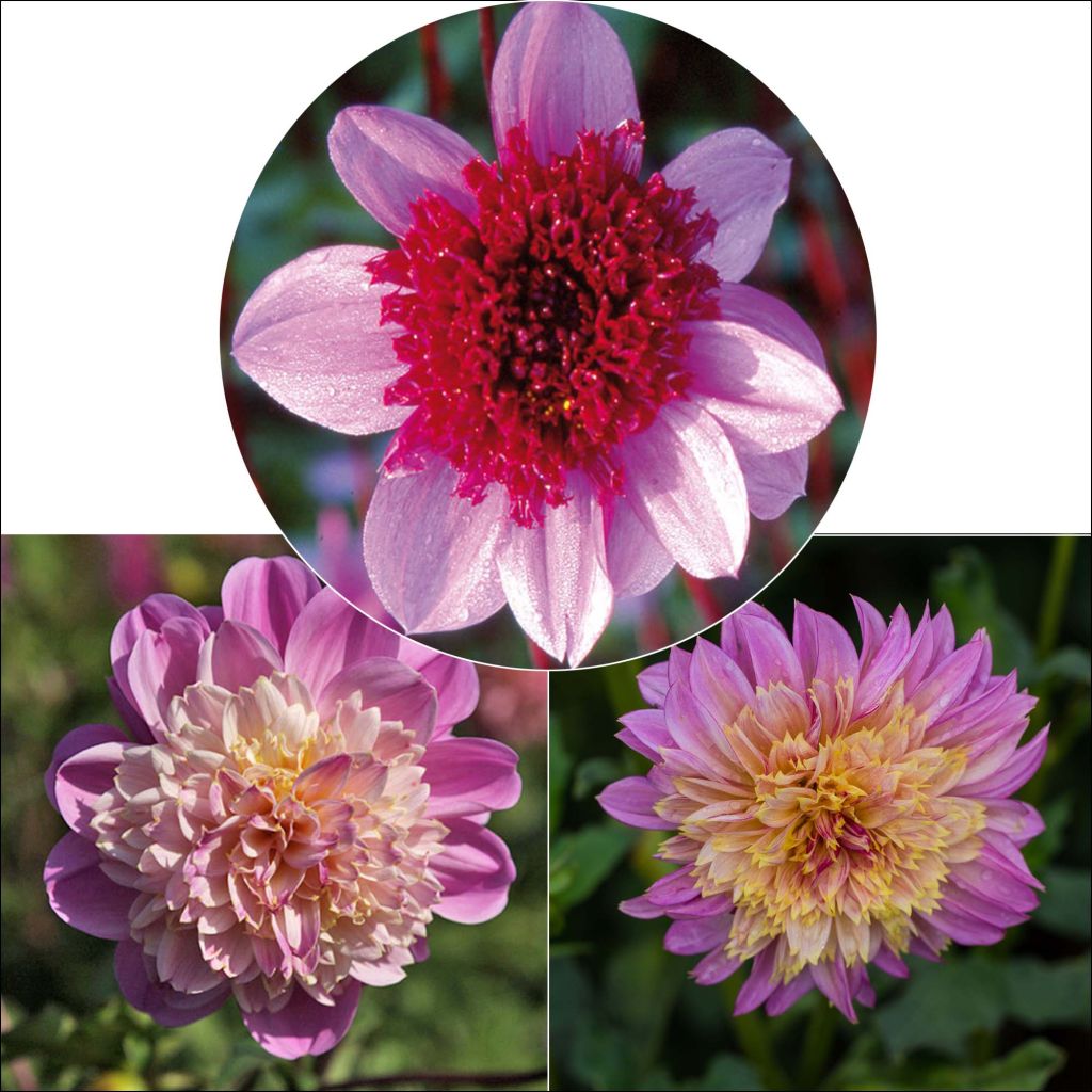 Anemone Dahlias Collection