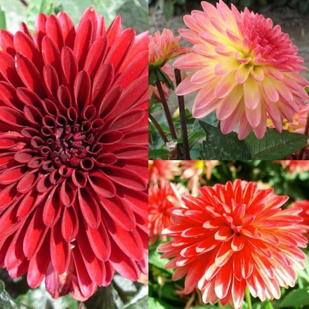 Dahlia Glow Collection