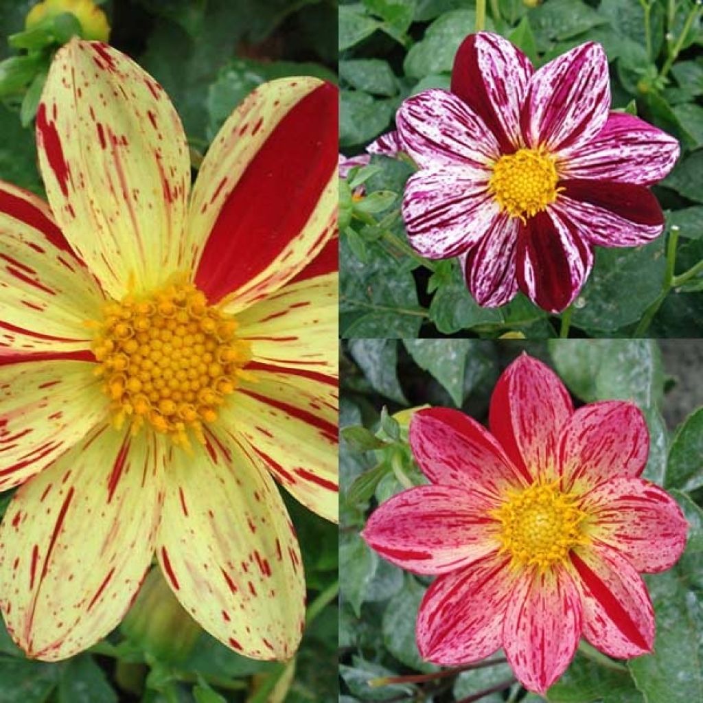 Lucky Dahlias Collection
