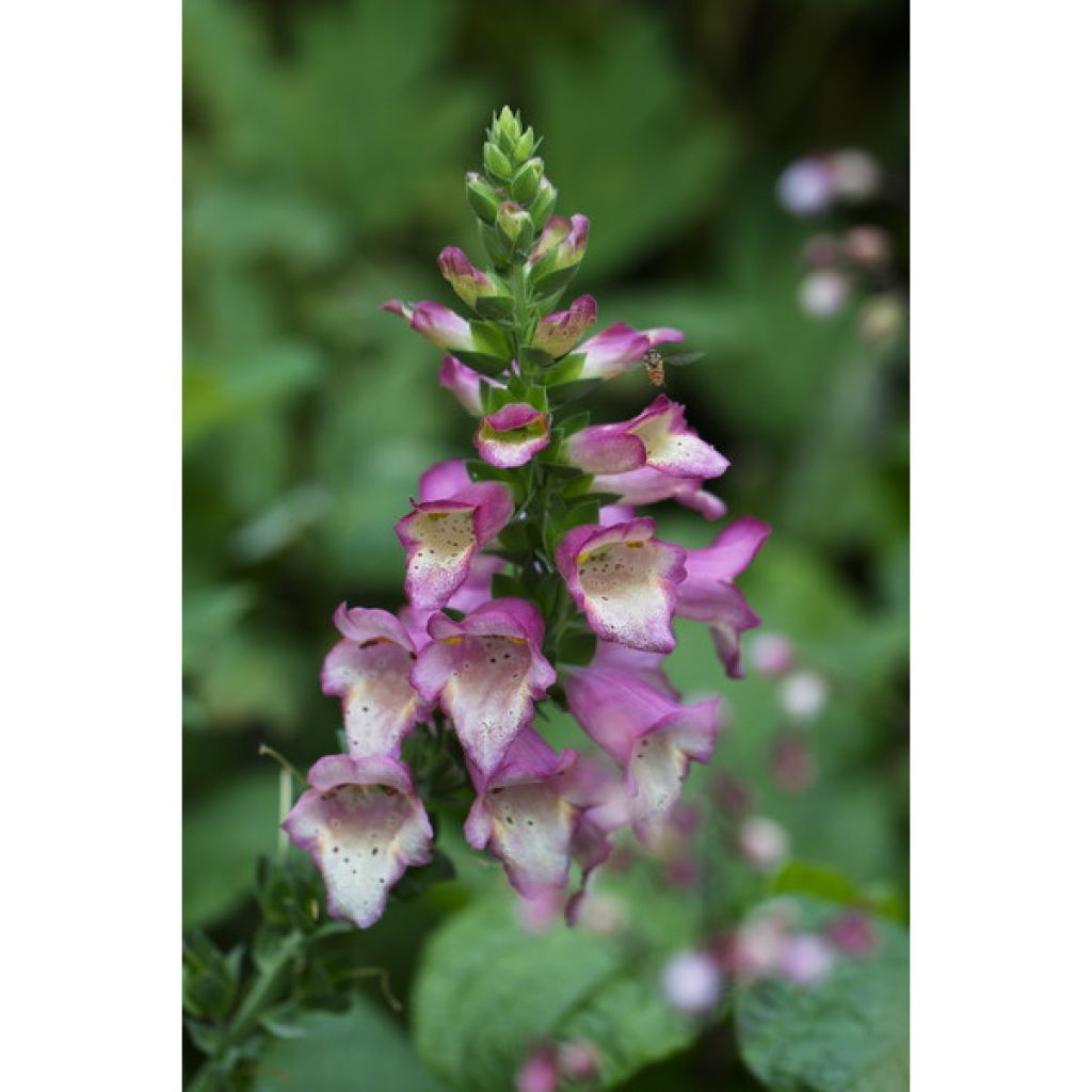 Collection of 3 Digitalis Digiplexis Illumination Hybrids