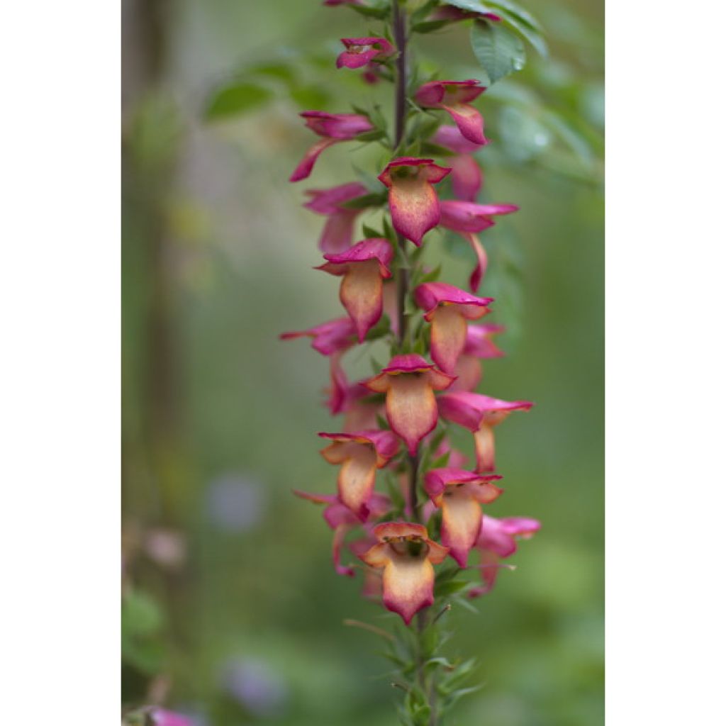 Collection of 3 Digitalis Digiplexis Illumination Hybrids