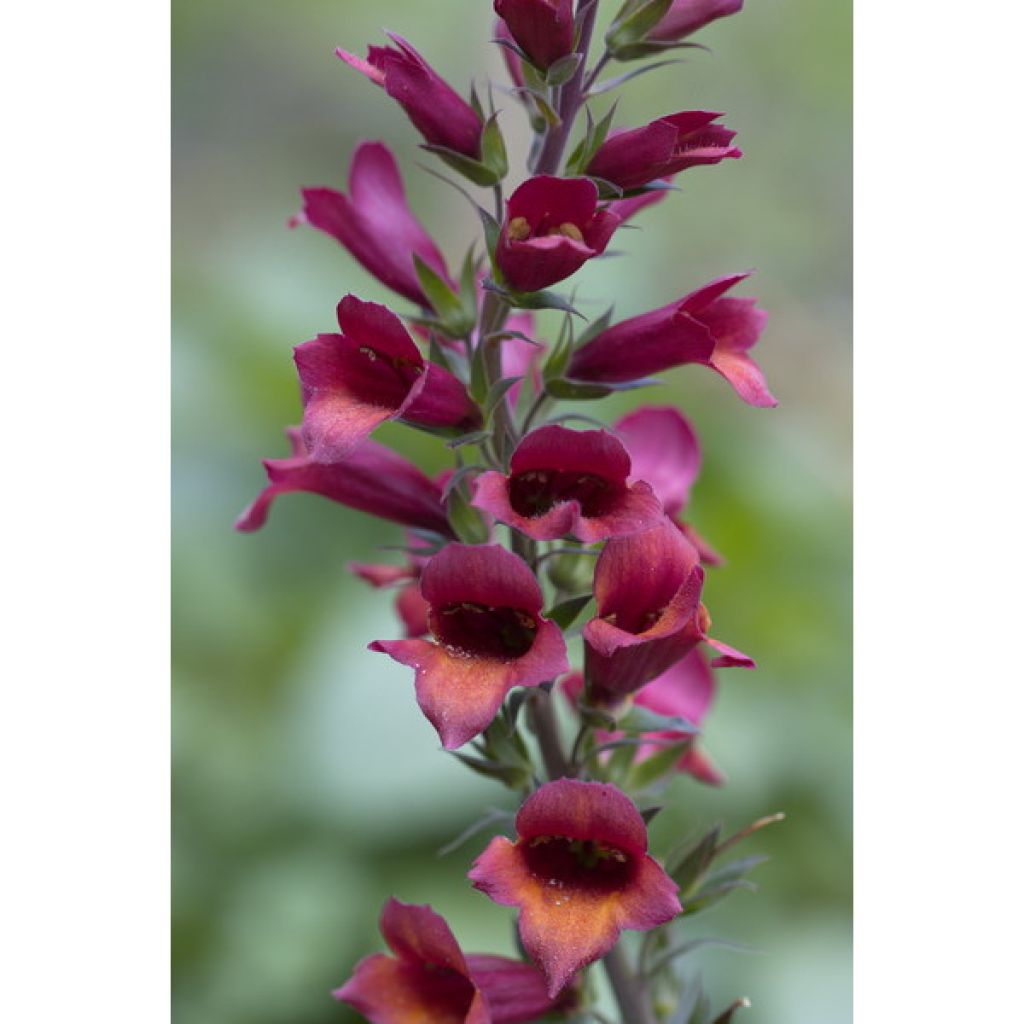 Collection of 3 Digitalis Digiplexis Illumination Hybrids