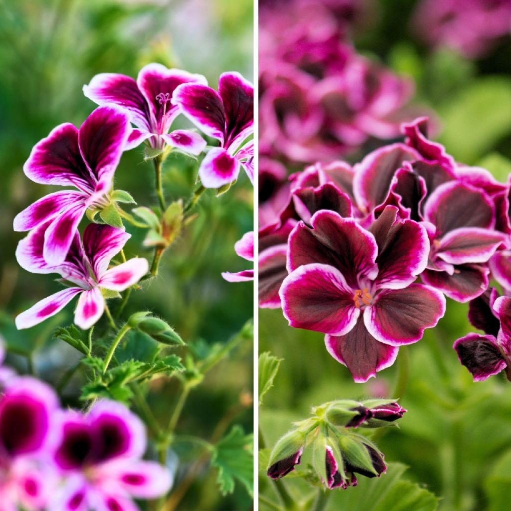 3 scented geraniums - Pelargonium