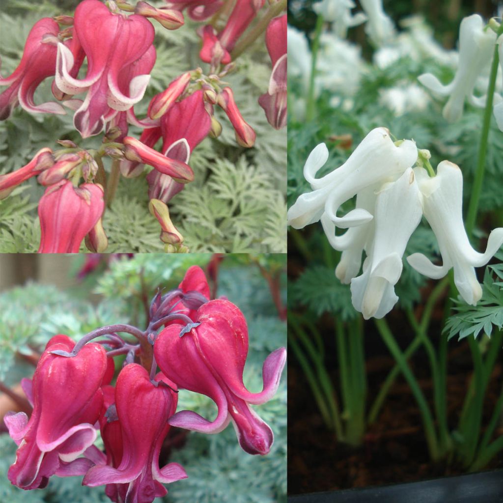3 Bleeding Hearts Collection