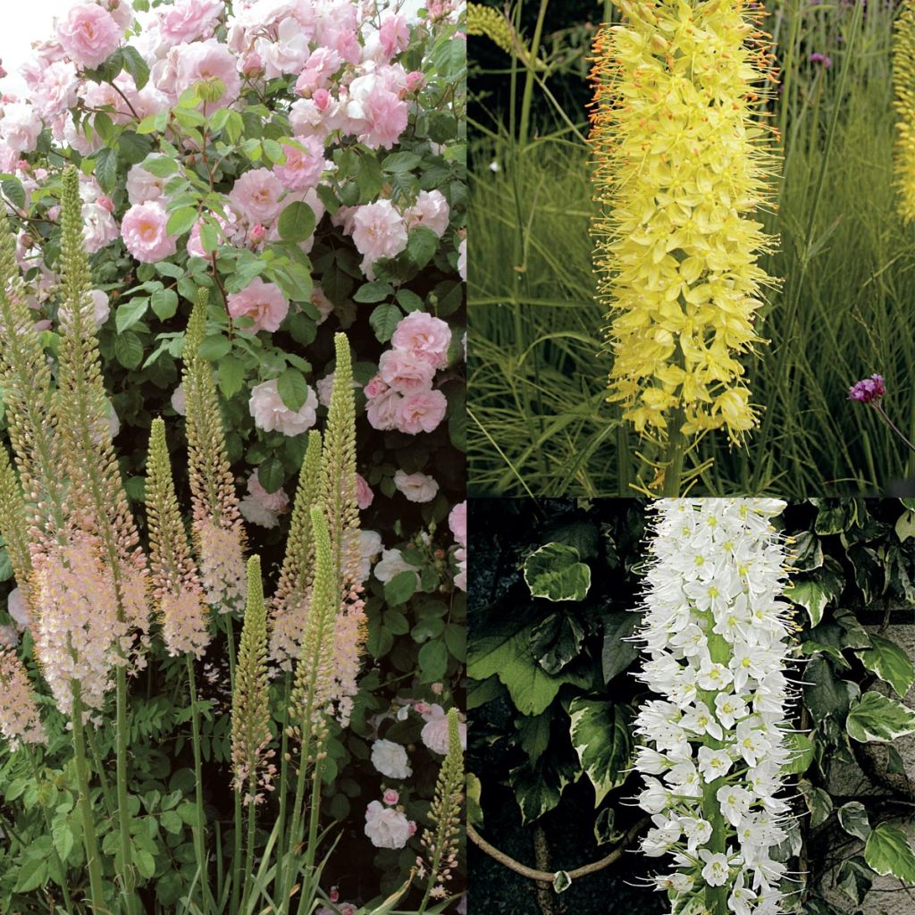 Eremurus Collection.