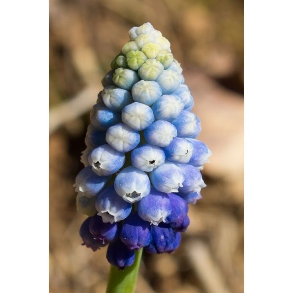 Collection of Muscari Magic