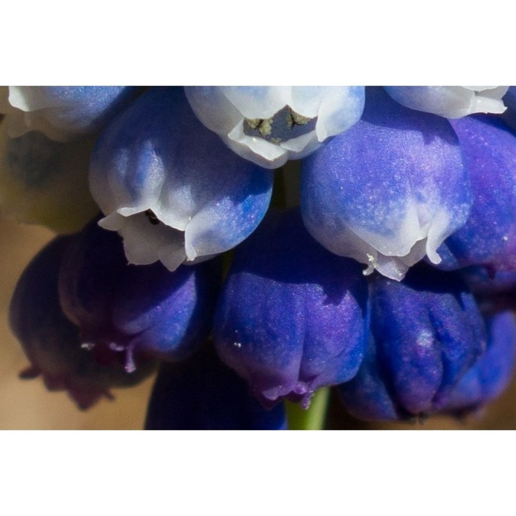 Collection of Muscari Magic