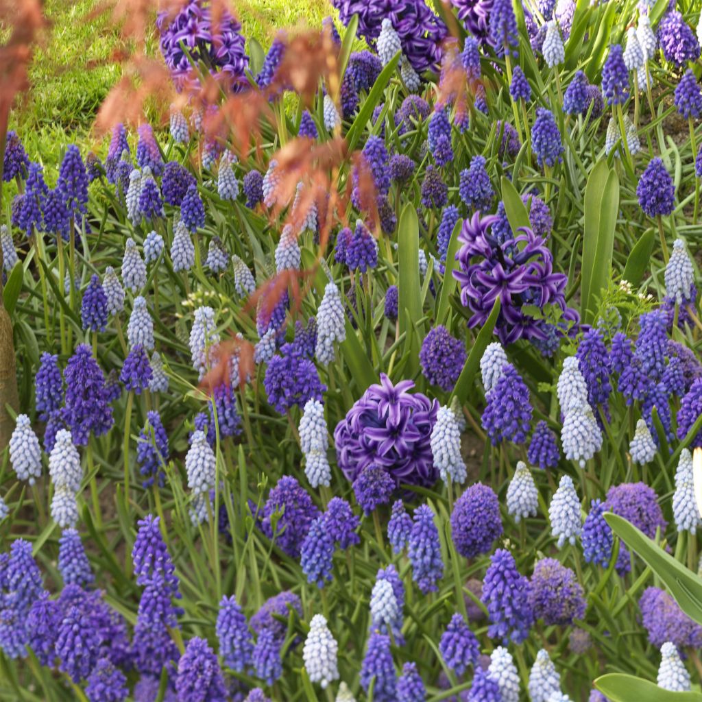 Muscari and Hyacinth Collection