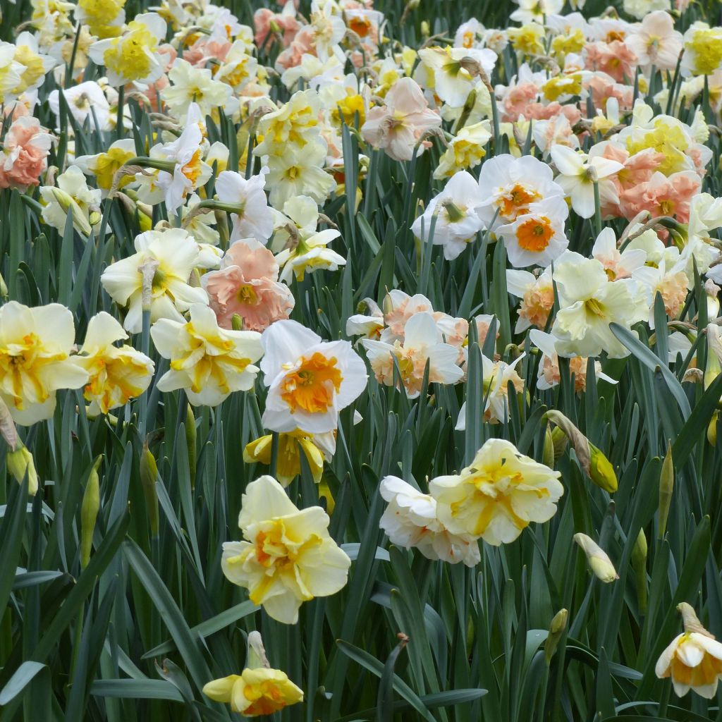 Narcissus Butterflies Collection