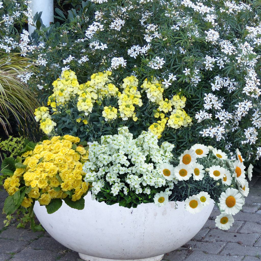 Light spring collection of 4 biennials in yellow and white