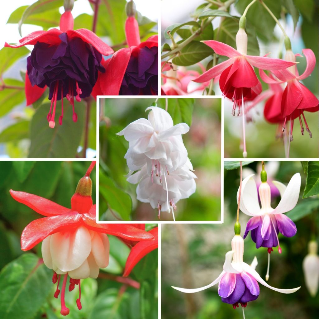 Assorted Collection of 5 Trailing Fuchsias