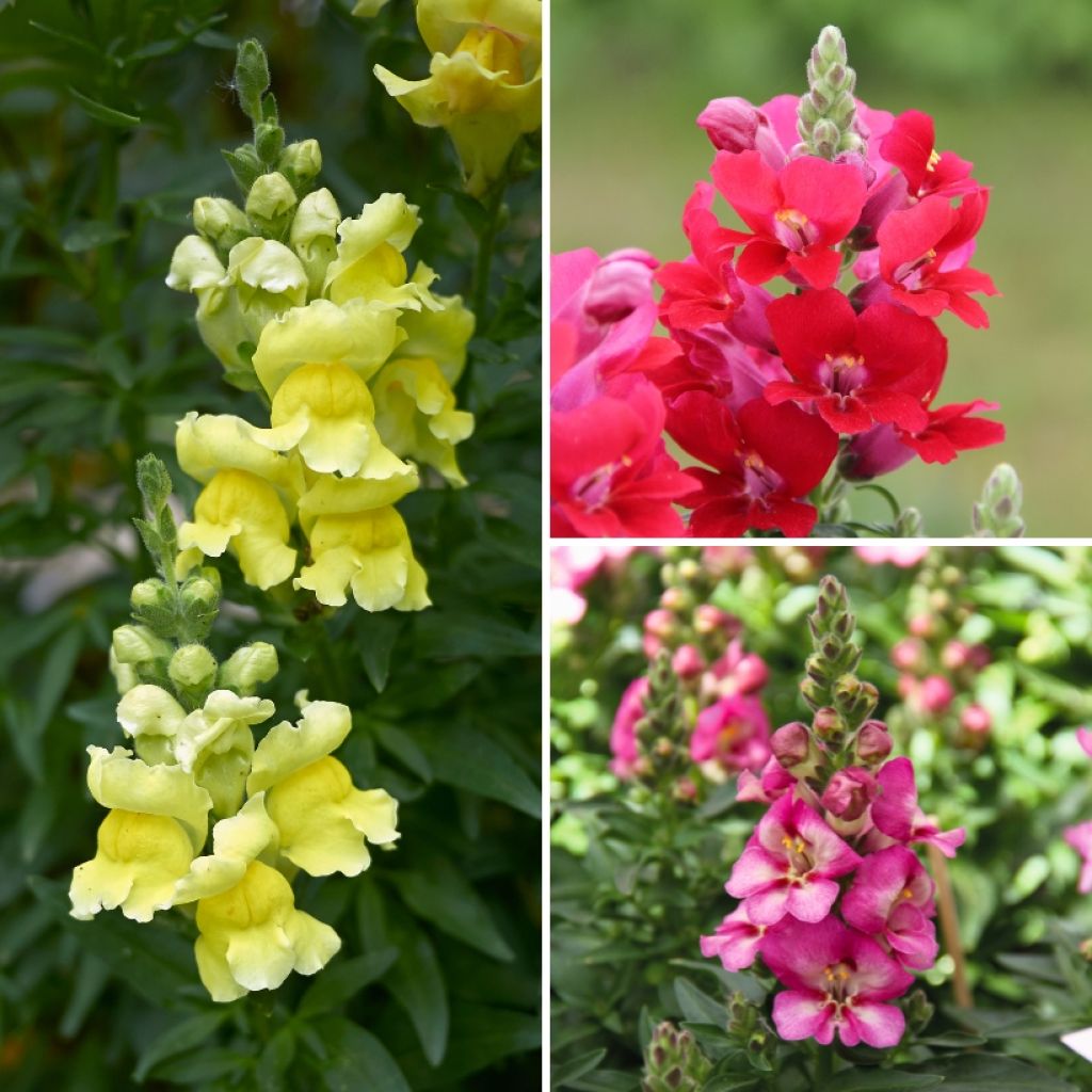 Antirrhinum majus Dazzling Lips Mix