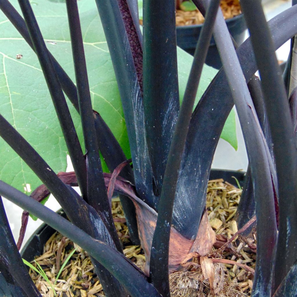 Colocasia esculenta Black Stem