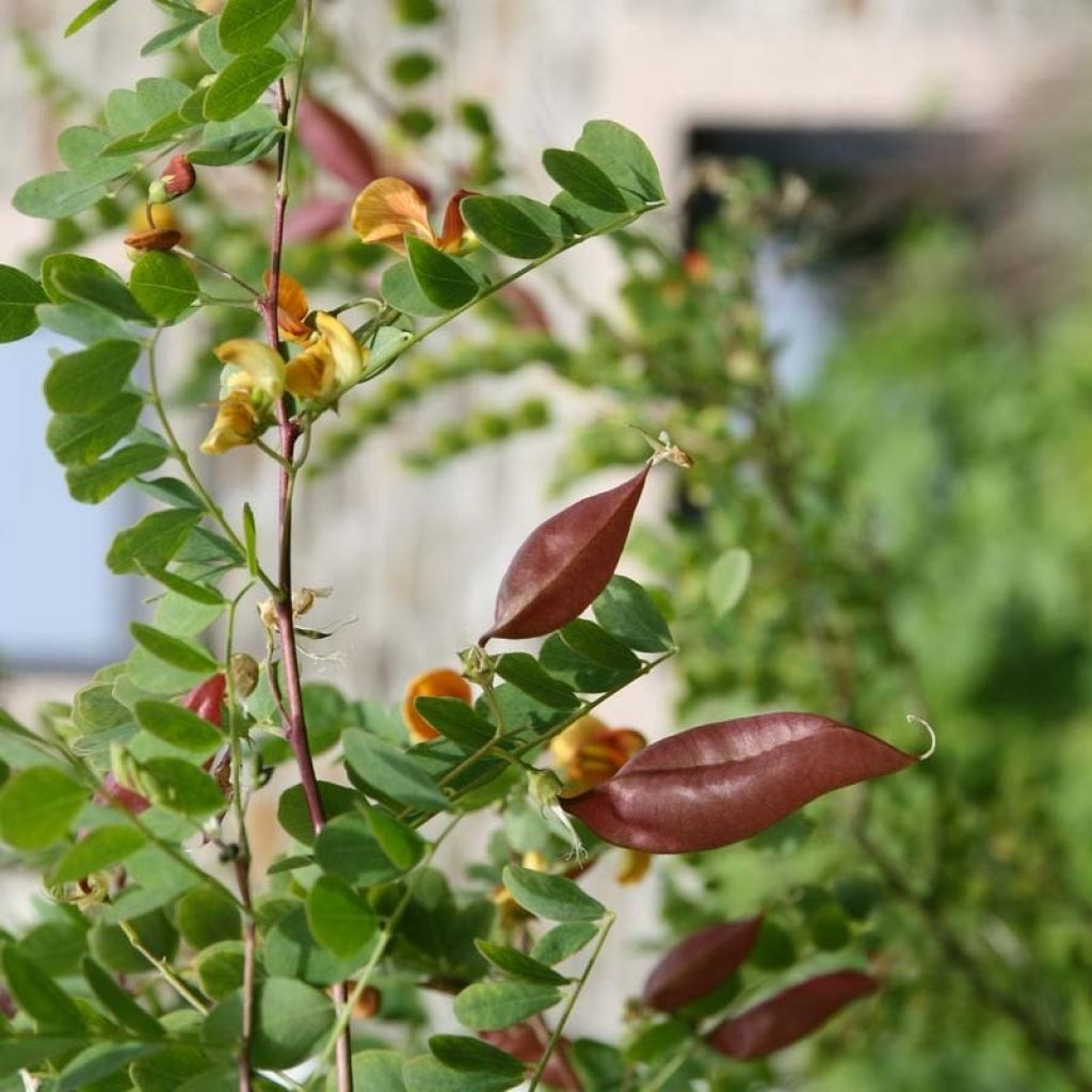 Colutea arborescens