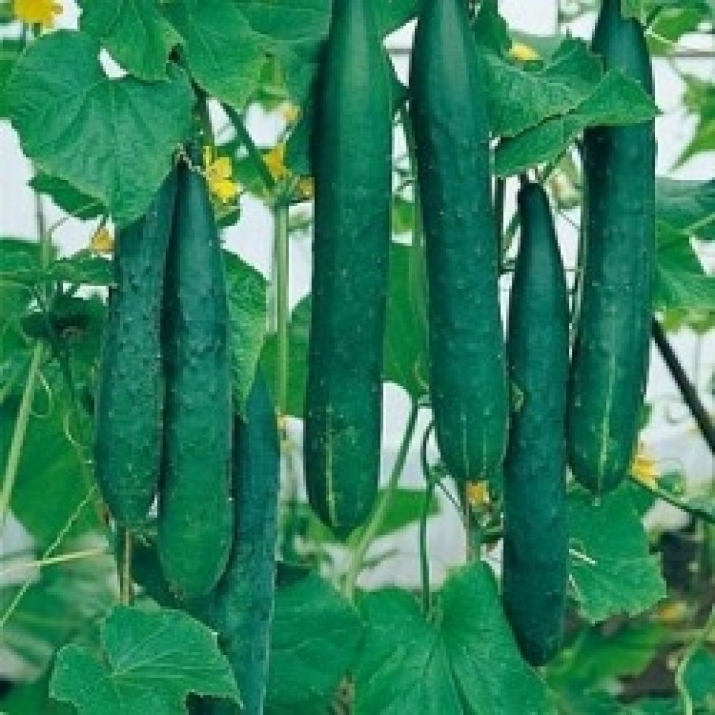 Cucumber Bella - GRAFTED Cucumis sativus