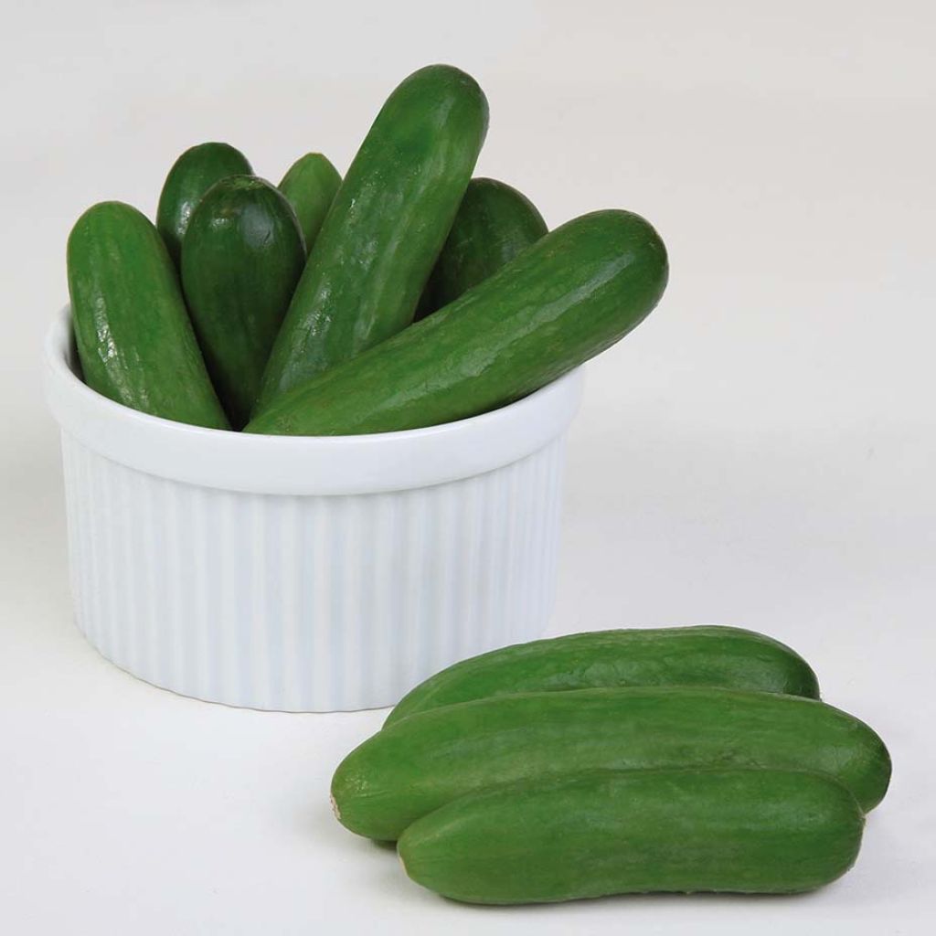 Cucumber Rocky F1 plants - Cucumis sativus