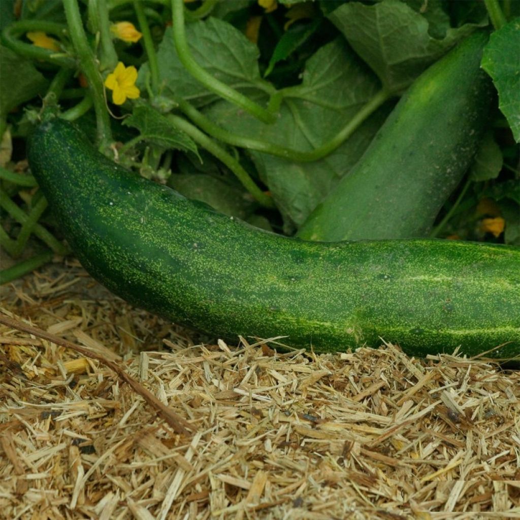 Cucumber Rollison's Telegraph - Cucumis sativus