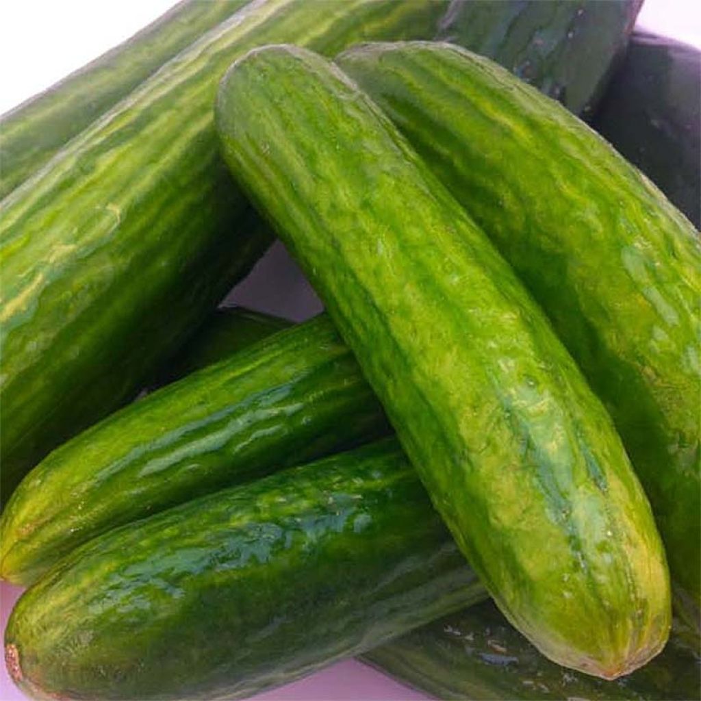 Cucumber Tanja - Cucumis sativus