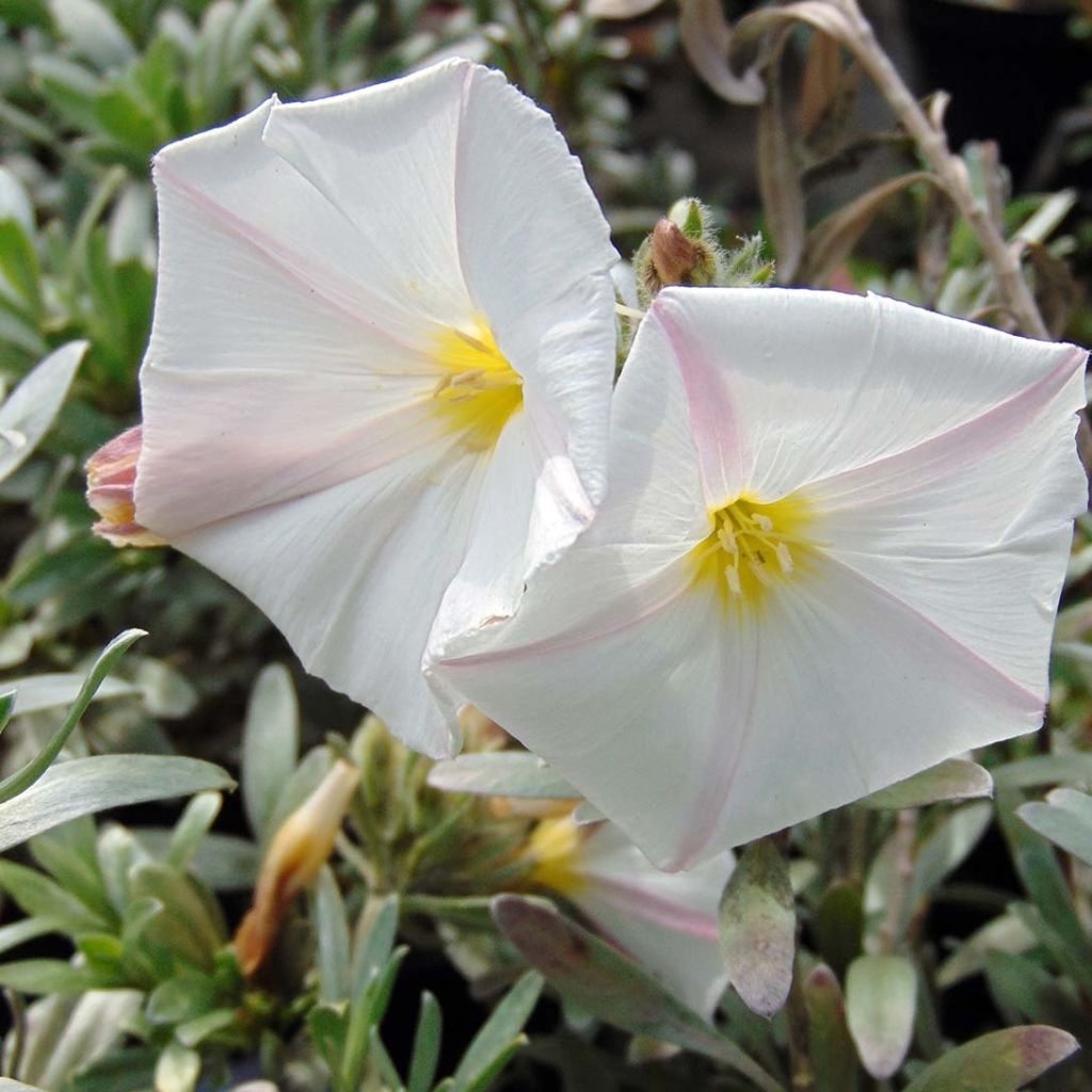 Convolvulus cneorum - Silver bindweed