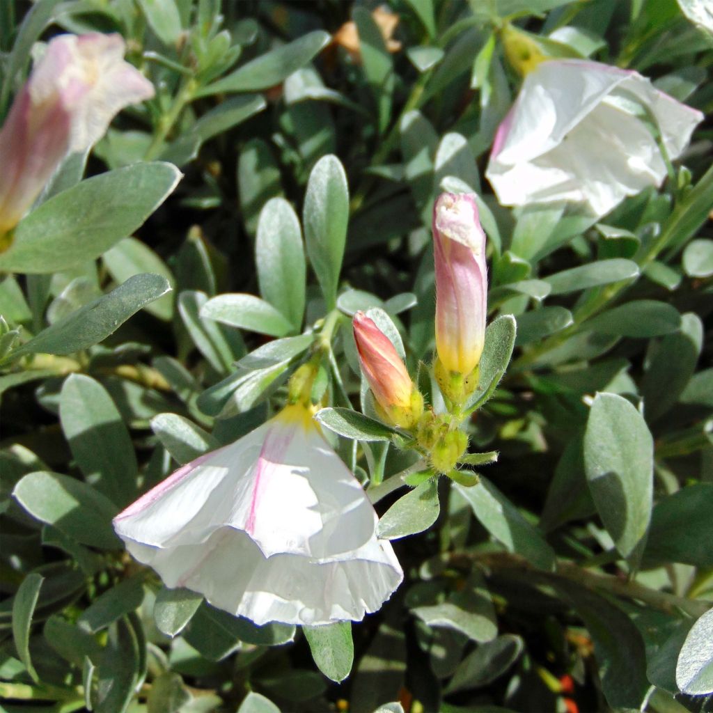 Convolvulus cneorum - Silver bindweed