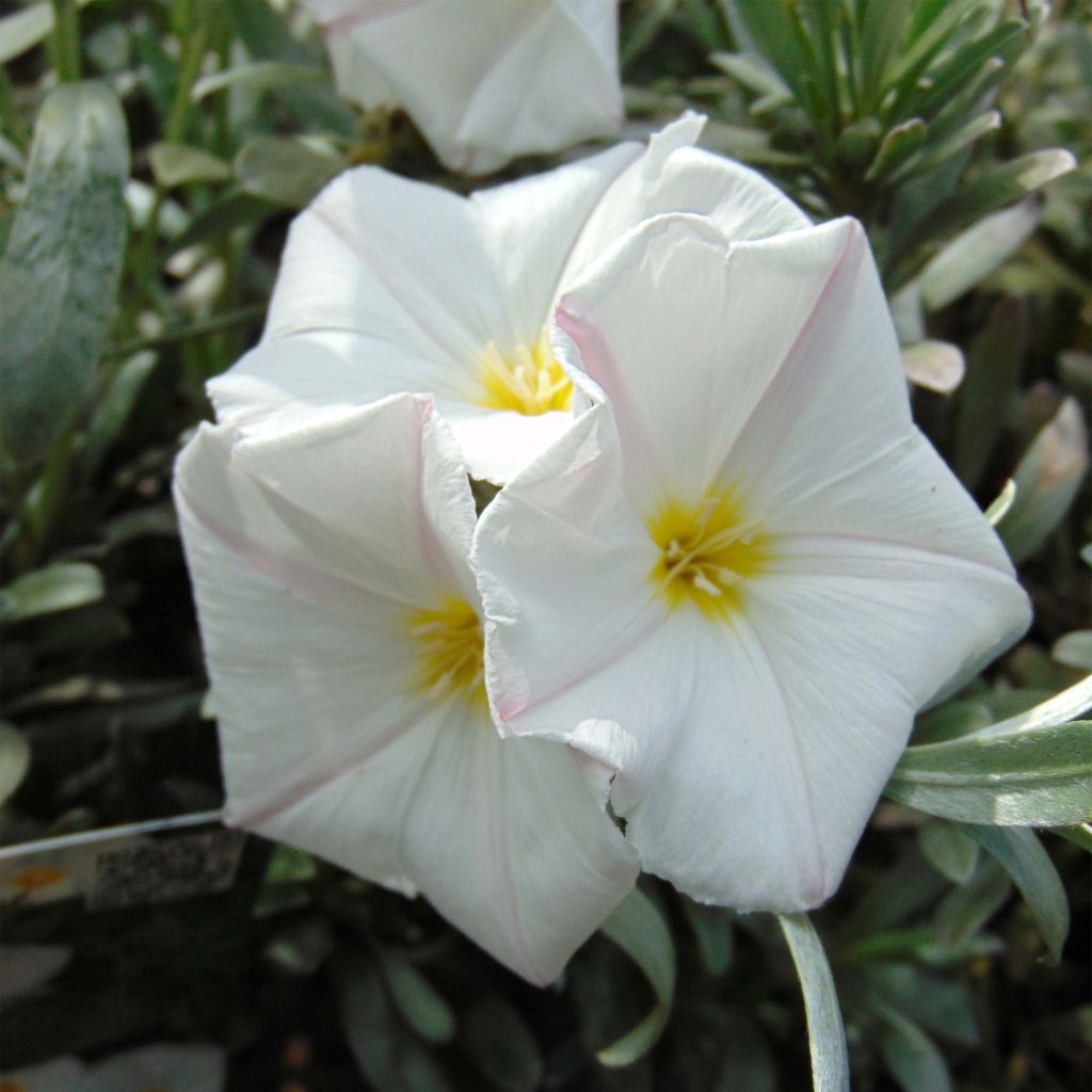 Convolvulus cneorum - Silver bindweed