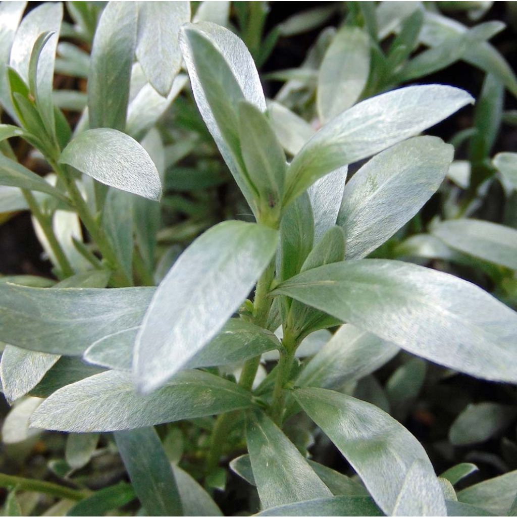 Convolvulus cneorum - Silver bindweed