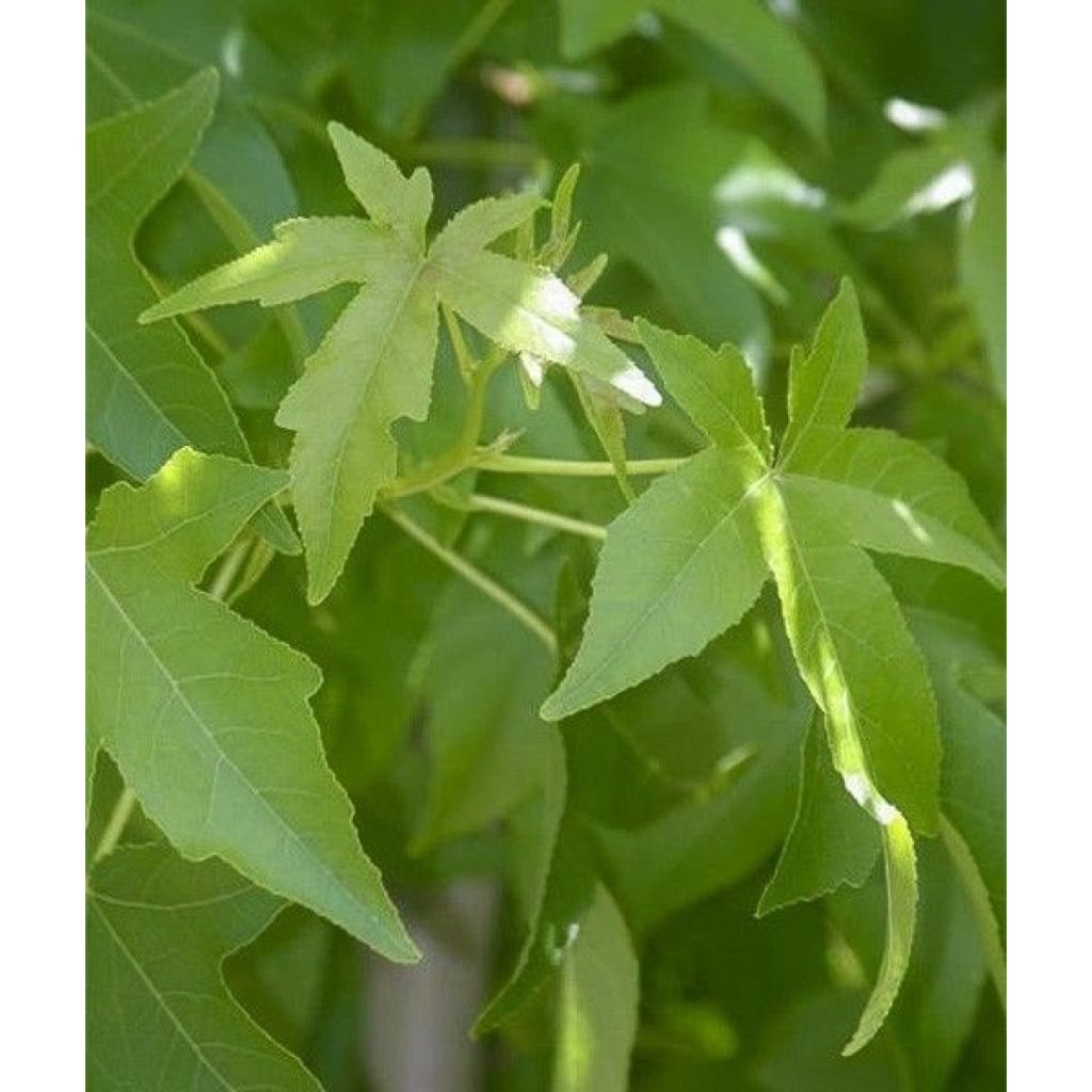 Liquidambar styraciflua Palo Alto - American Sweetgum