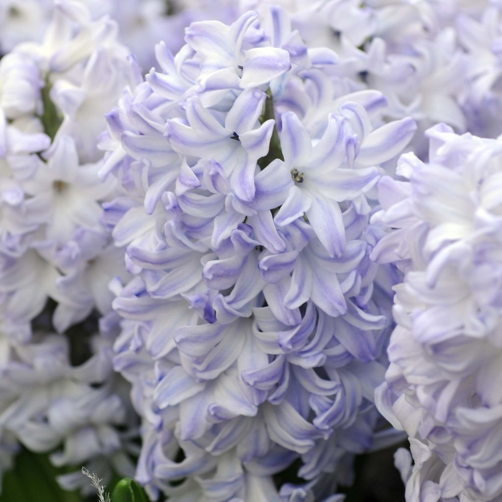 Hyacinthus Blue Eyes - Garden Hyacinth