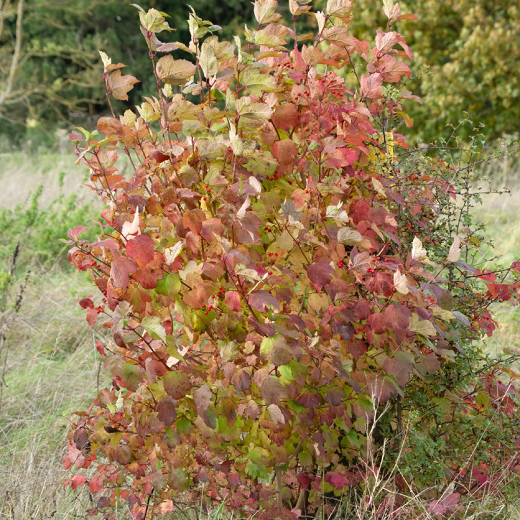 Common Dogwood - Cornus sanguinea