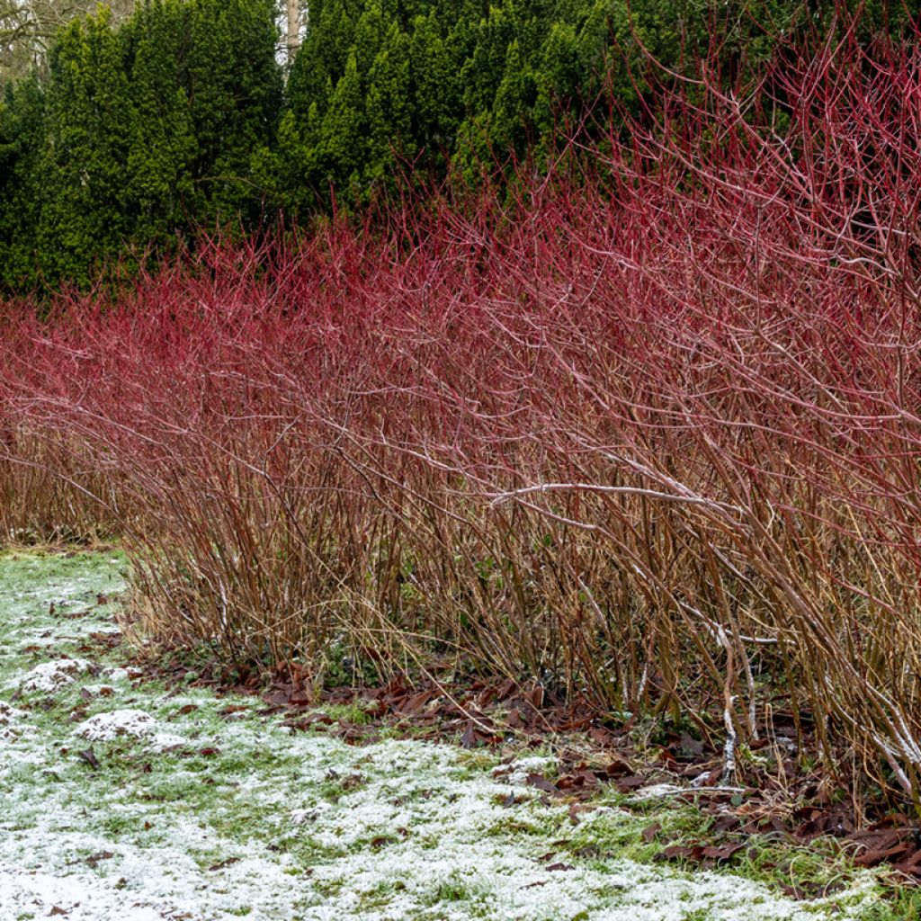Common Dogwood - Cornus sanguinea