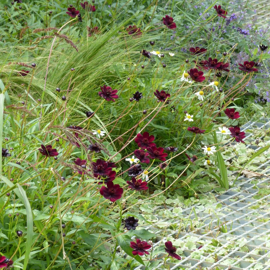 Cosmos atrosanguineus Chocamocha