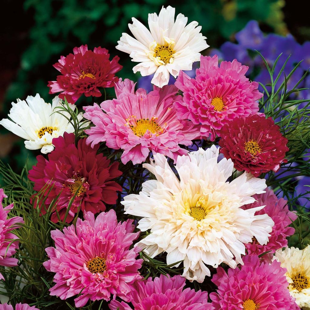 Cosmos bipinatus Double Click Mix - Garden Cosmos