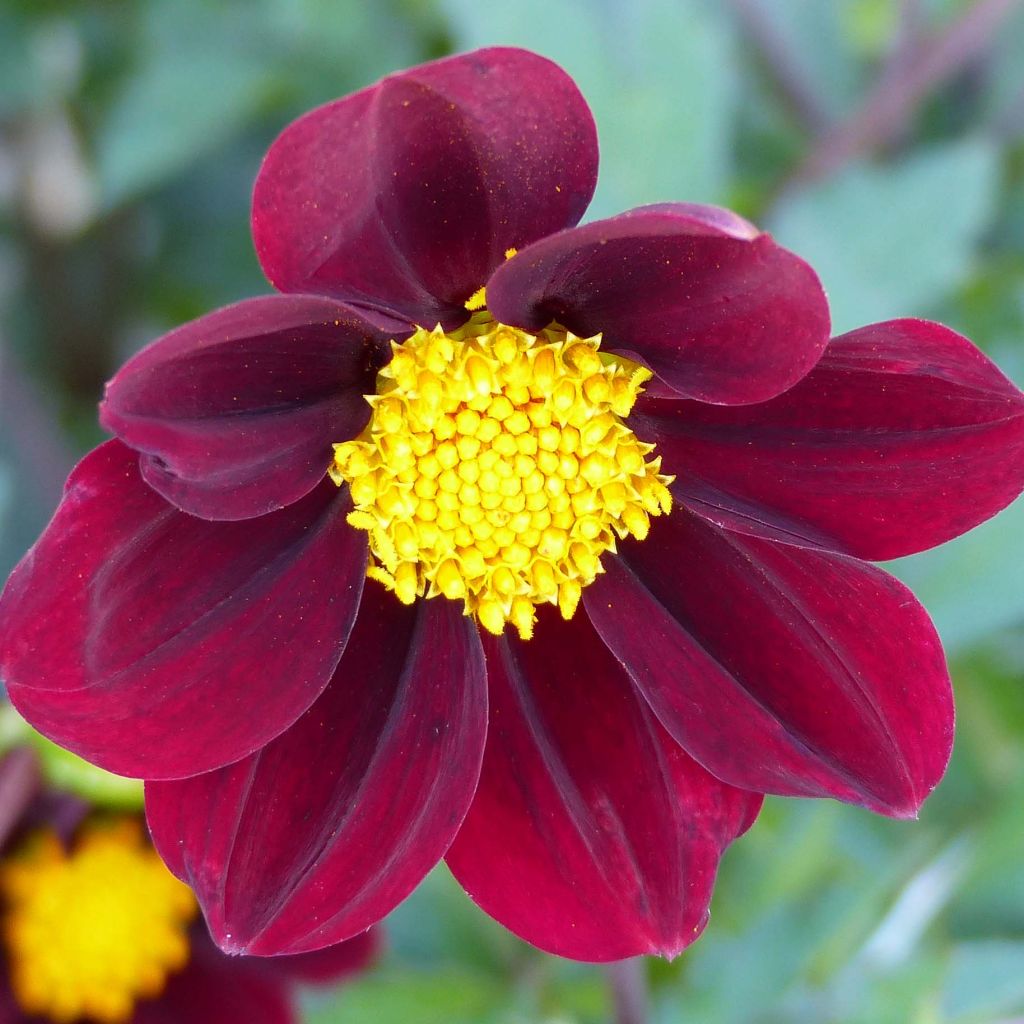 Cosmos x Dahlia Mexican Star