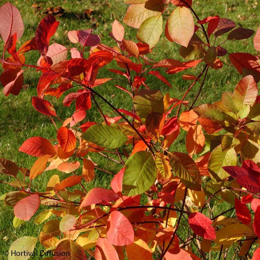 Cotinus coggygria Flame - Smoke Bush