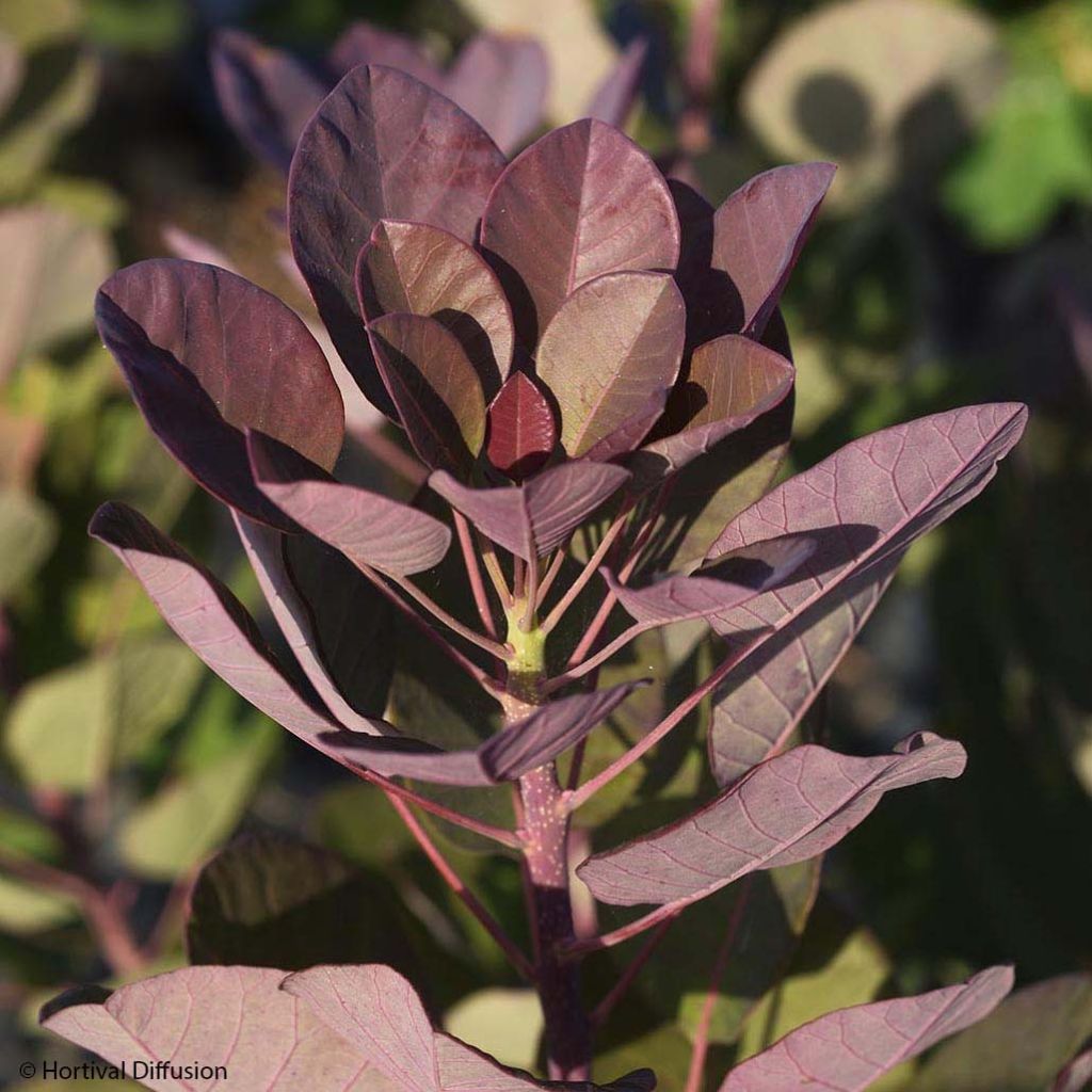 Cotinus coggygria Flamissimo - Smoke Bush