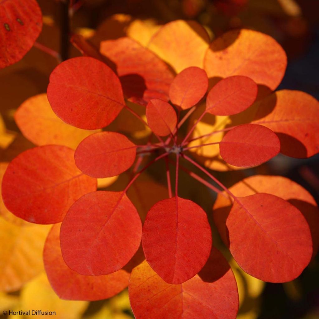 Cotinus coggygria Flamissimo - Smoke Bush