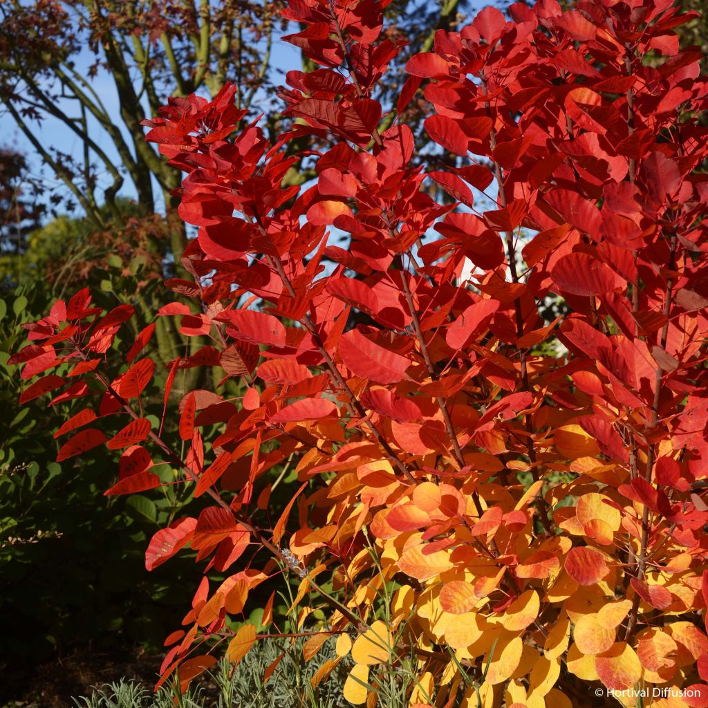 Cotinus coggygria Flamissimo - Smoke Bush